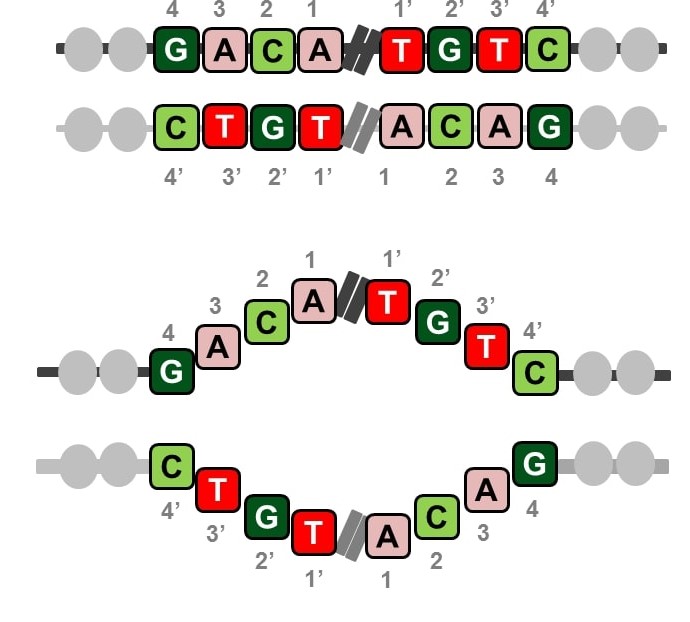 DNA Palindromes